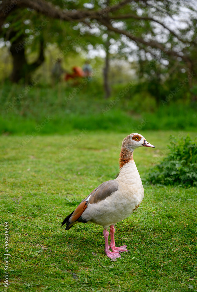 Egyptian goose standing on grass on Chislehurst Commons, Kent, UK. Egyptian goose (Alopochen aegyptiaca). Chislehurst is in the Borough of Bromley, Greater London Egyptian goose standing on grass on Chislehurst Commons, Kent, UK. Egyptian goose (Alopochen aegyptiaca). Chislehurst is in the Borough of Bromley, Greater London