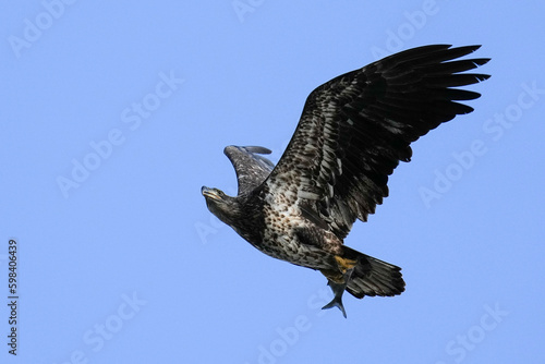 Juvenile Bald Eagle - Flight