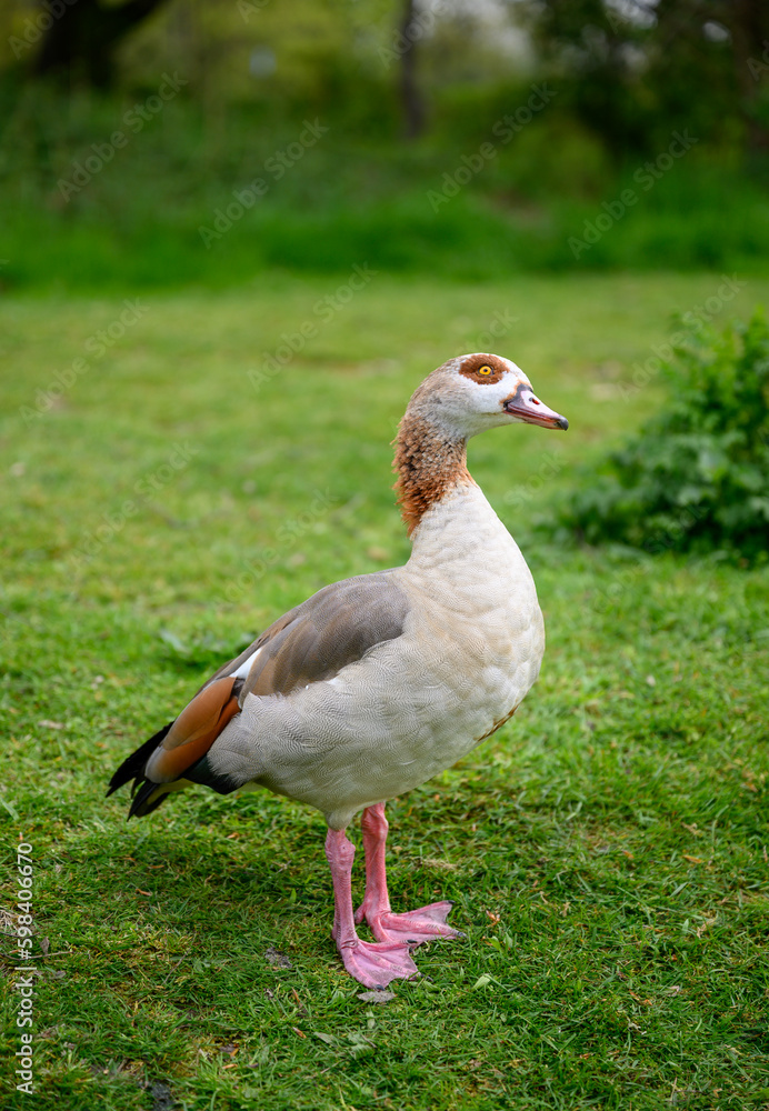 Egyptian goose standing on grass with head cocked on Chislehurst Commons, Kent, UK. Egyptian goose (Alopochen aegyptiaca). Chislehurst is in the Borough of Bromley, Greater London Egyptian goose standing on grass with head cocked on Chislehurst Commons, Kent, UK. Egyptian goose (Alopochen aegyptiaca). Chislehurst is in the Borough of Bromley, Greater London