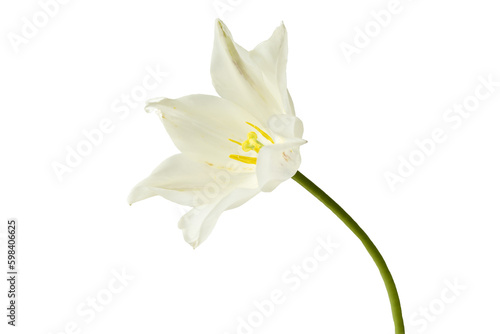 Fototapeta Naklejka Na Ścianę i Meble -  White tulip flower. Isolate on white.