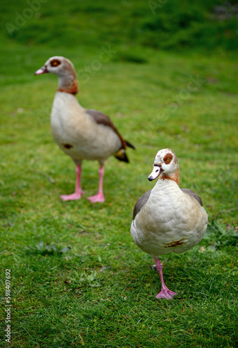 Two Egyptian geese standing on grass on Chislehurst Commons, Kent, UK.  Egyptian goose (Alopochen aegyptiaca). Chislehurst is in the Borough of Bromley, Greater London