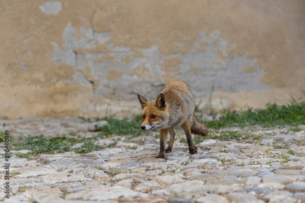terrestrial animals, beautiful, red, view, sitting, mammal, wildlife, vulpes, attentive, scavenger, fur, deserted, on top, vulpes vulpes, human environment, brown, look, morning, color, cautious, cute terrestrial animals, beautiful, red, view, sitting, mammal, wildlife, vulpes, attentive, scavenger, fur, deserted, on top, vulpes vulpes, human environment, brown, look, morning, color, cautious, cute