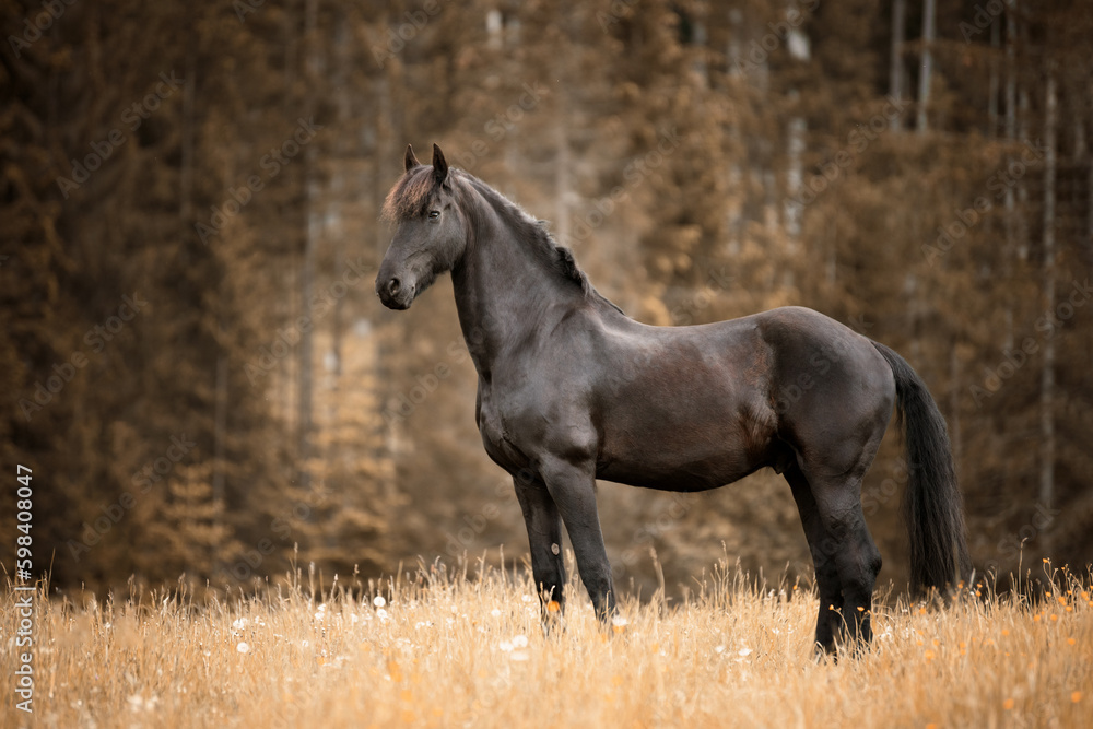 Fototapeta premium Portrait of a black horse outdoors