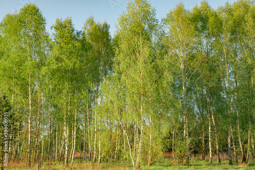 Birch forest in early spring.