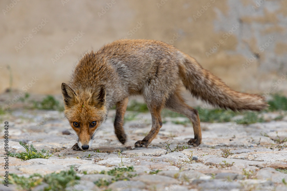 terrestrial animals, beautiful, red, view, sitting, mammal, wildlife, vulpes, attentive, scavenger, fur, deserted, on top, vulpes vulpes, human environment, brown, look, morning, color, cautious, cute