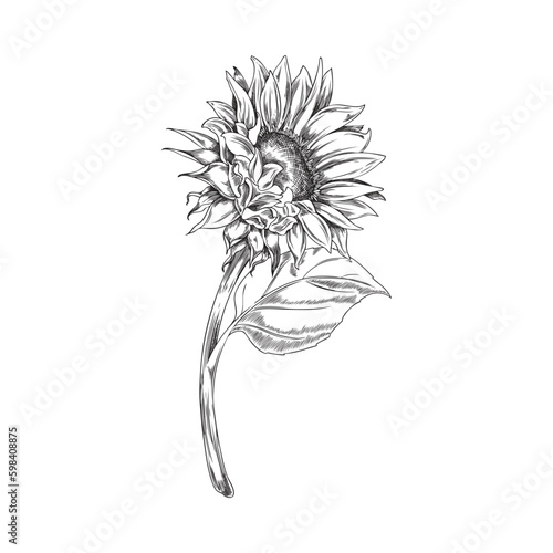 Hand drawn monochrome sunflower on stem sketch style, vector illustration