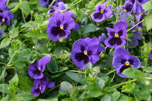 Purple violet flowers in the garden. Beautiful and vibrant flowers. Floral background  wallpaper. Pansy flowers. Violets in the park.