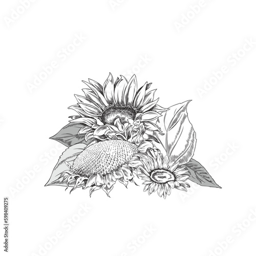 Hand drawn monochrome sunflowers sketch style, vector illustration