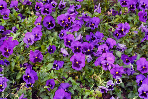 Purple violet flowers in the garden. Beautiful and vibrant flowers. Floral background  wallpaper. Pansy flowers. Violets in the park.