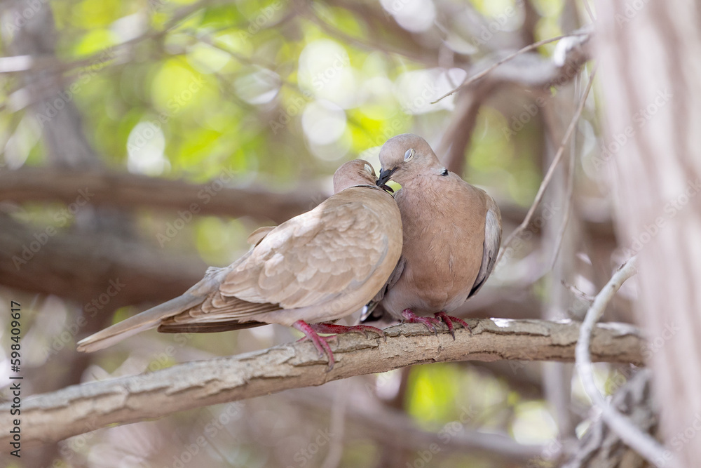 Pair of Collared Doves showing reciprocal preening following mating