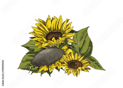 Hand drawn colorful sunflowers sketch style, vector illustration