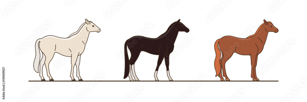 Different breeds of horses. Horse standing. Detailed drawing of animal. 