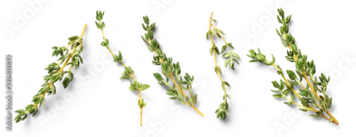 Panel kuchenny z motywem Mediterranean cuisine: set / collection of fresh thyme twigs in different positions over a transparent background, isolated herbs with subtle natural shadows, top view / flat lay