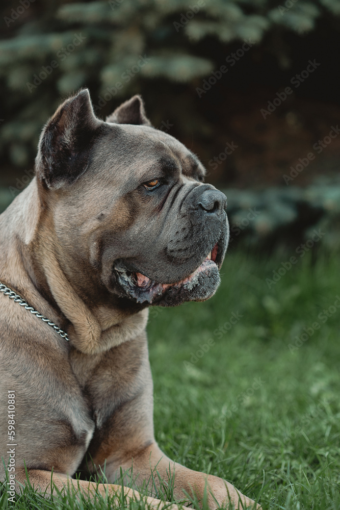 Cane Corso portrait. Cane Corso sits on green grass outdoors. Large dog breeds. Italian dog Cane Corso. The courageous look of a dog. Summer season. Formentino color.