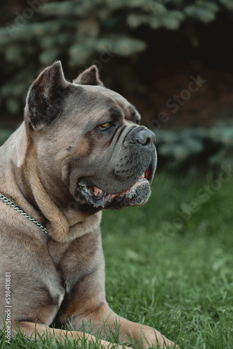 Cane Corso portrait. Cane Corso sits on green grass outdoors. Large dog breeds. Italian dog Cane Corso. The courageous look of a dog. Summer season. Formentino color. © samoilova