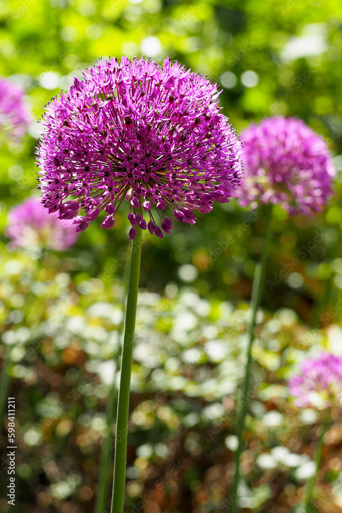 close purple round buds of ornamental onion grows in the park on a spring day on a blurred background. sunny day in the city. front view close purple round buds of ornamental onion grows in the park on a spring day on a blurred background. sunny day in the city. front view