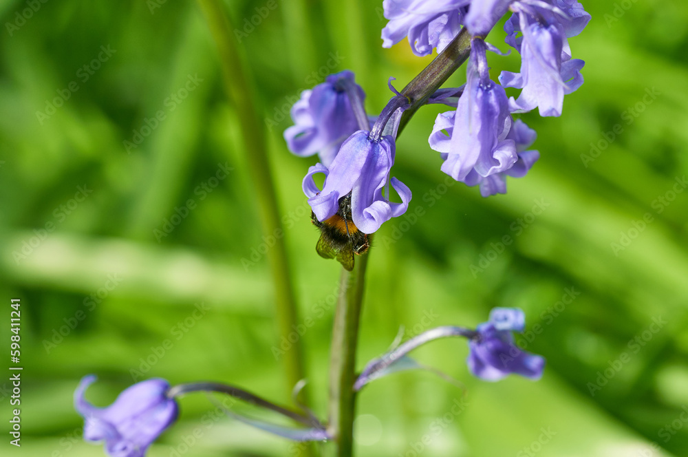 Bee on a spring bluebell flower