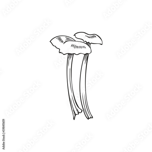 Poisonous dangerous forest mushrooms or toadstools, hand drawn vector isolated.