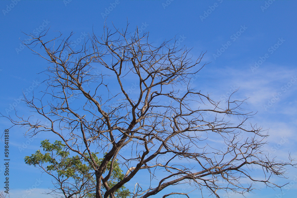 tree and sky tree and sky