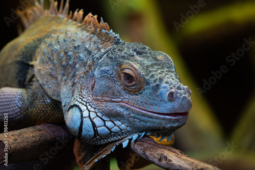 green iguana sitting on a tree branch © fotomaster