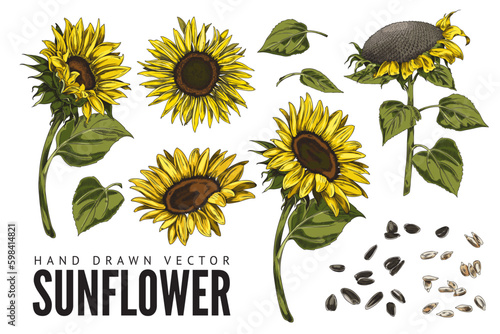 Sunflower plant in hand drawn sketch style, vector illustration isolated on white background.