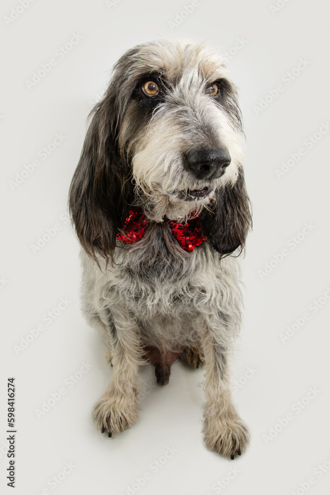 Portrait cute Blue Gascony Griffon dog  celebrating birthday, christmas or valentine's day looking away. Isolated on gray white background.