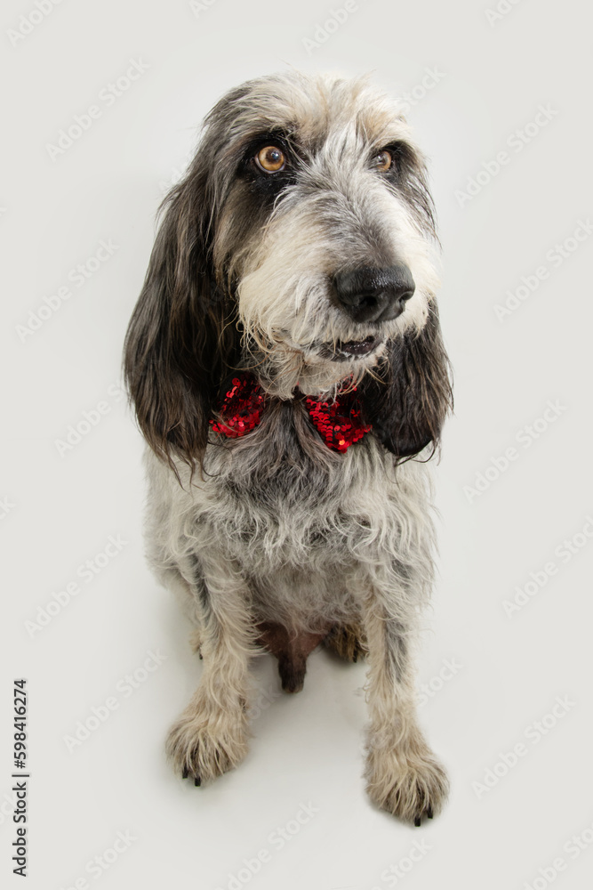 Portrait cute Blue Gascony Griffon dog celebrating birthday, christmas or valentine's day looking away. Isolated on gray white background. Portrait cute Blue Gascony Griffon dog celebrating birthday, christmas or valentine's day looking away. Isolated on gray white background.