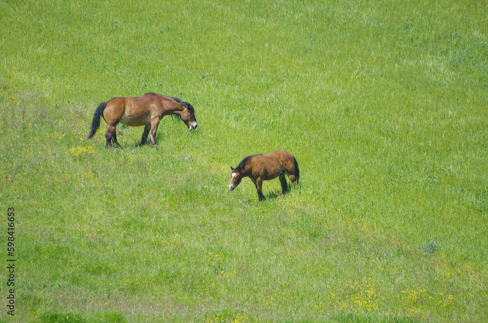Horses grazing in tHorses grazing in the countryside of lower Molisehe countryside of lower Molise Horses grazing in tHorses grazing in the countryside of lower Molisehe countryside of lower Molise
