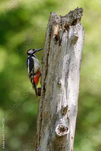 Picchio rosso appoggiato su un ramo per cercare insetti da mangiare