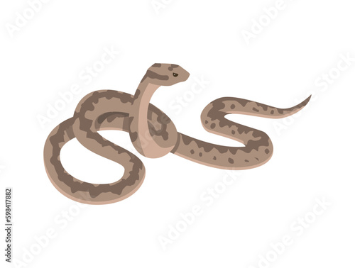 European viper snake - flat vector illustration isolated on white background.