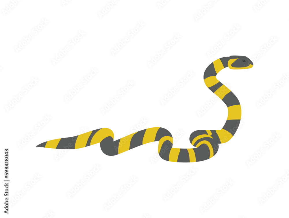 Banded krait snake - flat vector illustration isolated on white background. Banded krait snake - flat vector illustration isolated on white background.