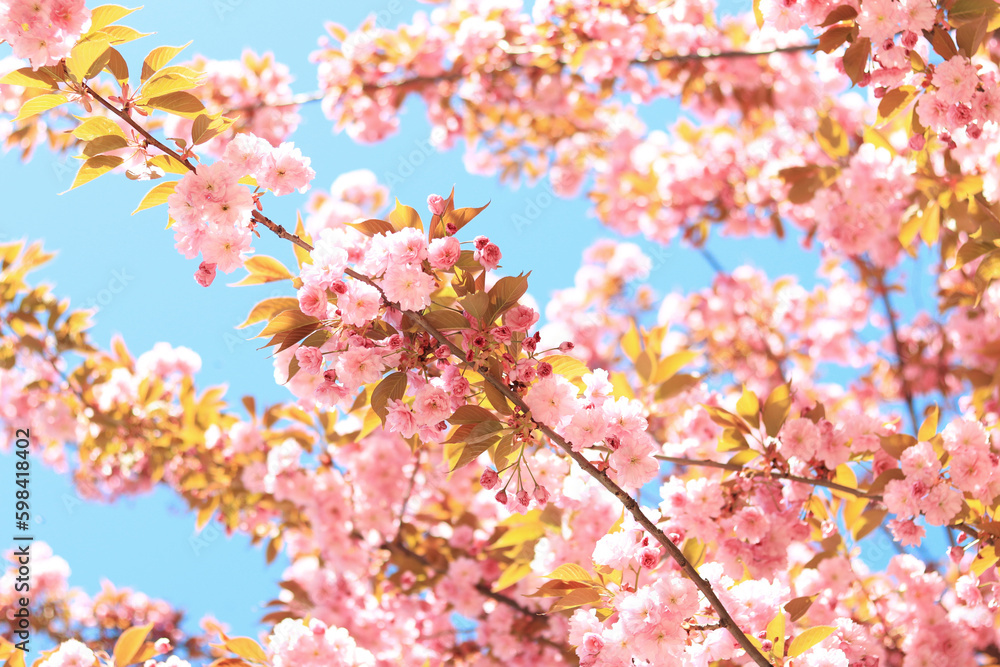 Beautiful pink sakura flowers. Beautiful nature with a flowering tree on a sunny day in spring. Sakura in full bloom Beautiful pink sakura flowers. Beautiful nature with a flowering tree on a sunny day in spring. Sakura in full bloom