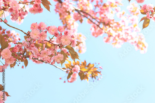 Beautiful pink sakura flowers. Beautiful nature with a flowering tree on a sunny day in spring. Sakura in full bloom