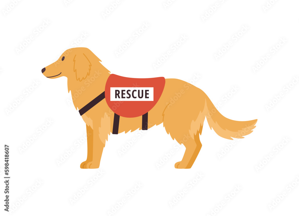 Search and rescue dog, flat vector illustration isolated on white background. Search and rescue dog, flat vector illustration isolated on white background.
