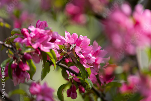 Pink flowers of apple tree close up in the garden in spring