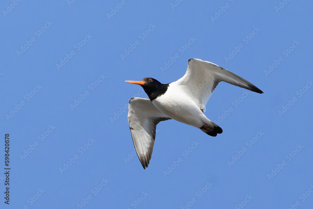 Obraz premium Eurasian oystercatcher