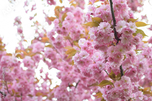 pink japanese cherry flowers, sakura. Close-up
