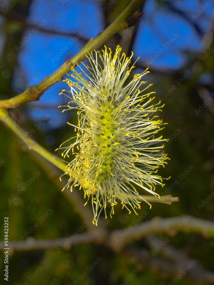 Close-up of male catkins, salix caprea on a twig at spring Close-up of male catkins, salix caprea on a twig at spring