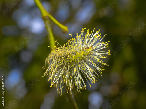 Close-up of catkin, salix caprea on a twig at spring