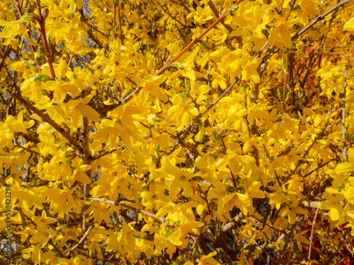 Forsythia Koreana with beatiful yellow flowers