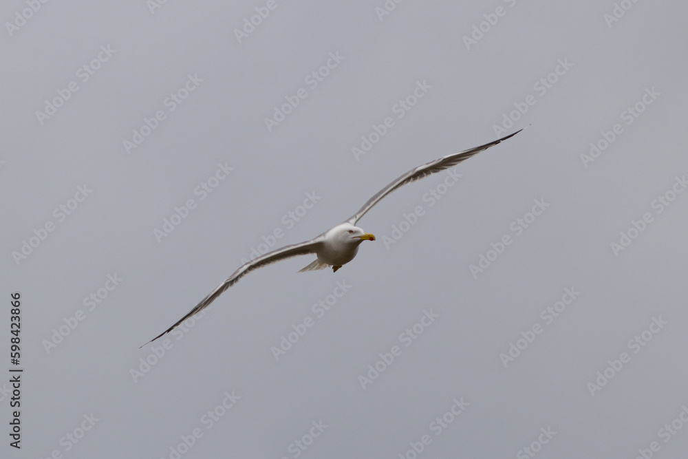 Gaviota de Cortés o de patas amarillas. Larus livens. Gaviota de Cortés o de patas amarillas. Larus livens.