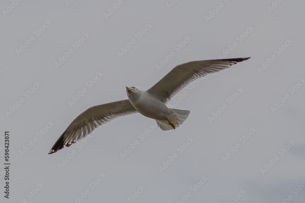 Gaviota de Cortés o de patas amarillas. Larus livens. Gaviota de Cortés o de patas amarillas. Larus livens.