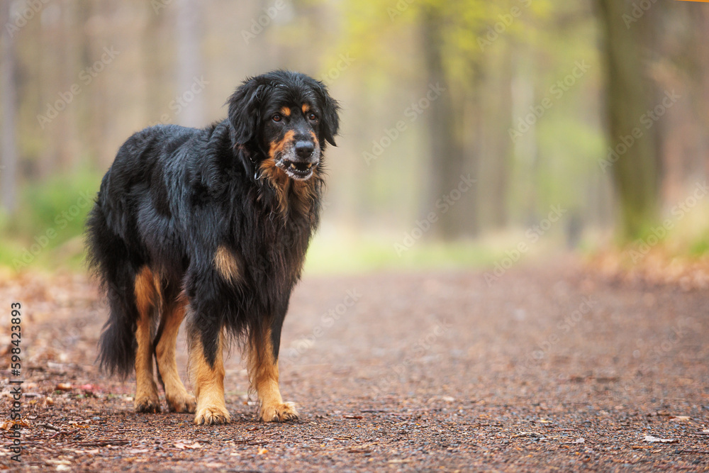 portrait male black and gold Hovie in the woods on the path portrait male black and gold Hovie in the woods on the path