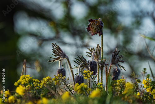 wild Pulsatilla pratensis (Anemone pratensis) the small pasque flowerin the sunrise photo