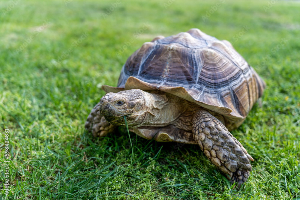 A turtle eats grass , close-up A turtle eats grass , close-up