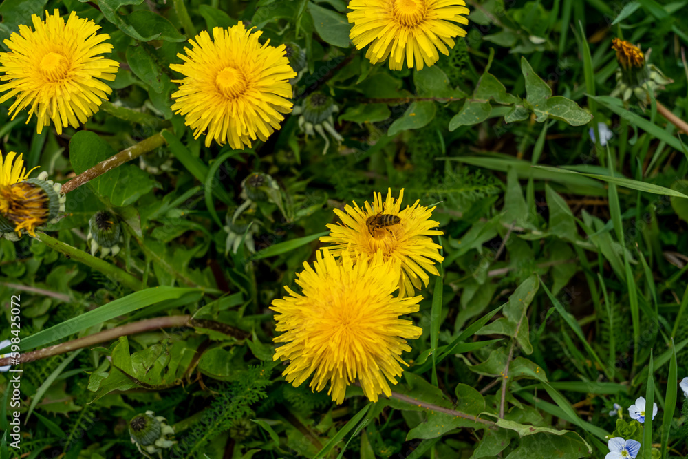 Yellow dandelions on a sunny spring day. season. background
Yellow dandelions on a sunny spring day. season. background