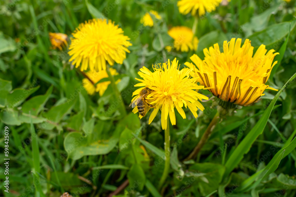 a bee collects nectar on a dandelion. bee sitting on a dandelion close-up. a bee collects nectar on a dandelion. bee sitting on a dandelion close-up.