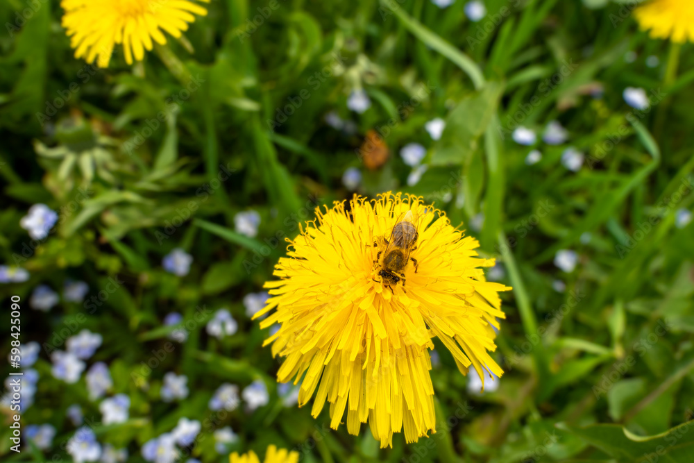 a bee collects nectar on a dandelion. bee sitting on a dandelion close-up. a bee collects nectar on a dandelion. bee sitting on a dandelion close-up.