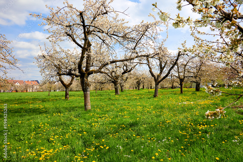 Fototapeta premium Blühende Kirschbäume