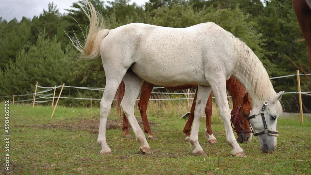 Two Arabian horses - white and brown behind - grazing on summer meadow, blurred coniferous forest background Two Arabian horses - white and brown behind - grazing on summer meadow, blurred coniferous forest background
